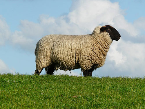 Rhoen (Rhöenschaf, Rhönschaf, Rhon) כבש - גזעי כבשים