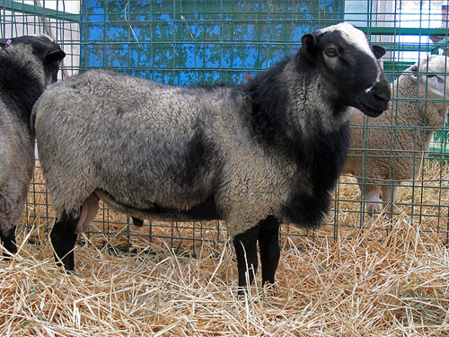 Romanov owca - Rasy owiec