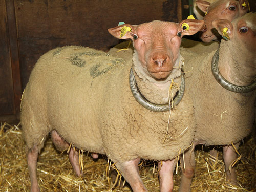 Rouge de l'Ouest  oaie - Rase de ovine