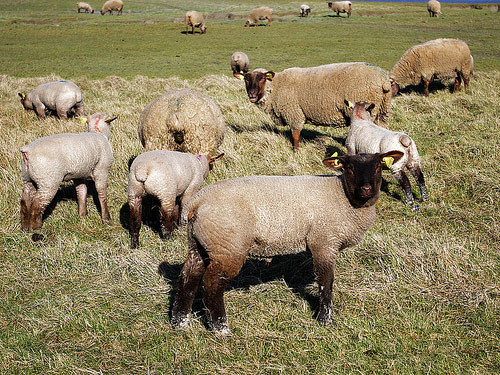 Roussin (Roussin de la Hague) Hausschaf - Rassen Sheep