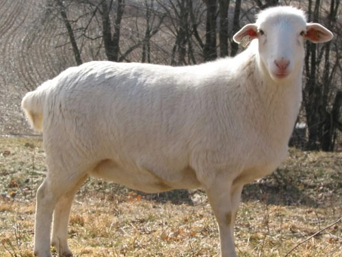 royal White Hausschaf - Rassen Sheep