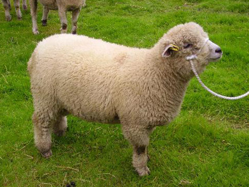 Ryeland  sheep