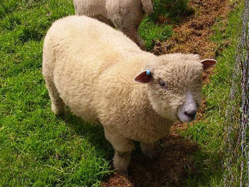 Ryeland  כבש - גזעי כבשים