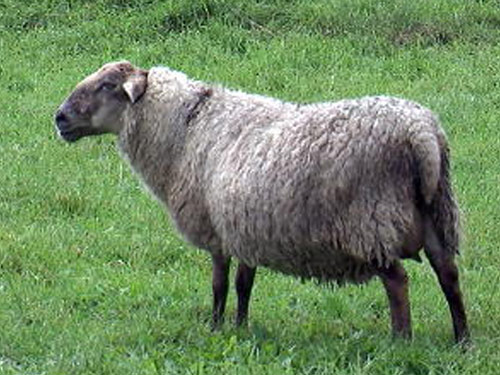 Saeftinger  Hausschaf - Rassen Sheep