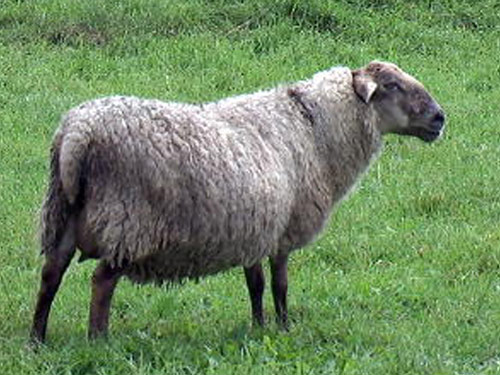 Saeftinger  Domba - Domba Breeds
