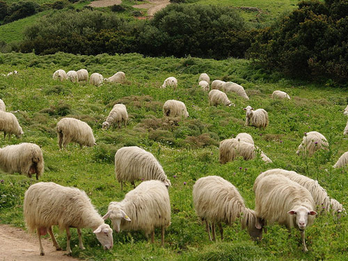 סרדינים  כבש - גזעי כבשים