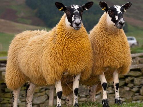 Scotch Mule  owca - Rasy owiec
