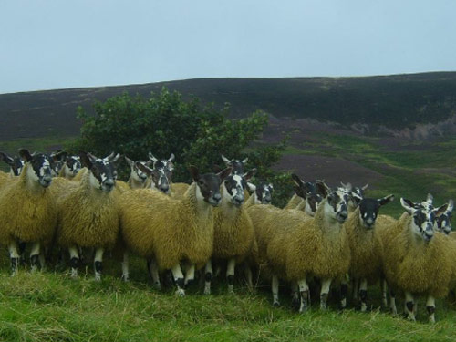 Scotch Mule  owca - Rasy owiec