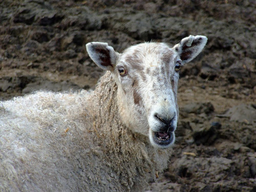 הסקוטי Greyface  כבש - גזעי כבשים