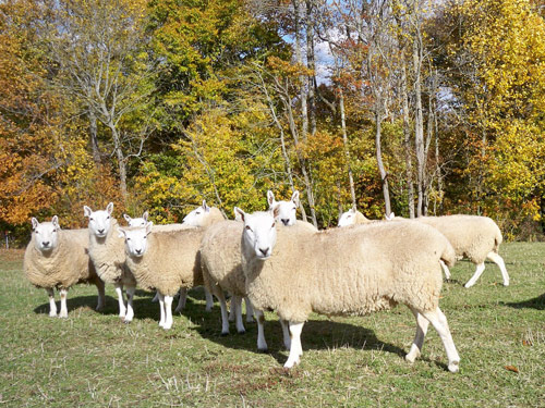 Shetland-Cheviot  Hausschaf - Rassen Sheep