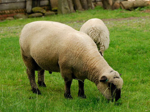 רופשייר כבש - גזעי כבשים