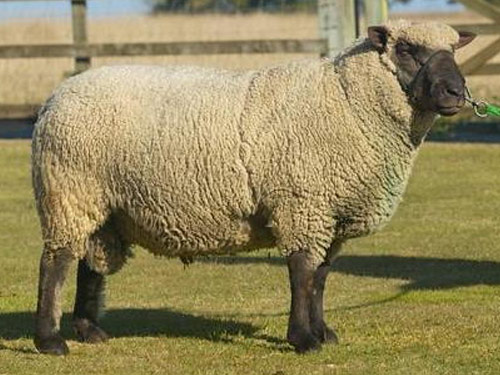 רופשייר  כבש - גזעי כבשים