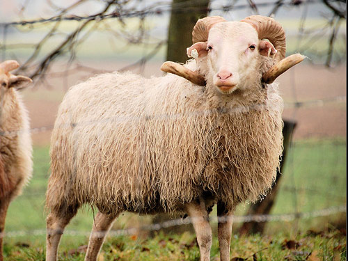Skudde (Skuddeschaap) owca - Rasy owiec