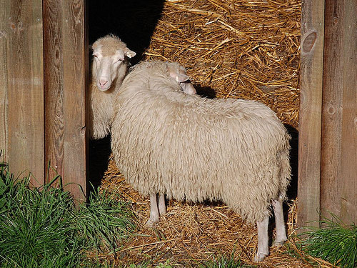 Skudde (Skuddeschaap)  Hausschaf - Rassen Sheep