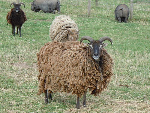 Soay Hausschaf - Rassen Sheep
