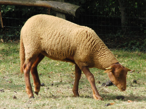 Solognote (Solognot) Domba - Domba Breeds