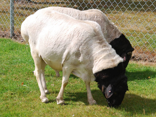 סומלי (הראש סומלי השחור, אוגדן) כבש - גזעי כבשים