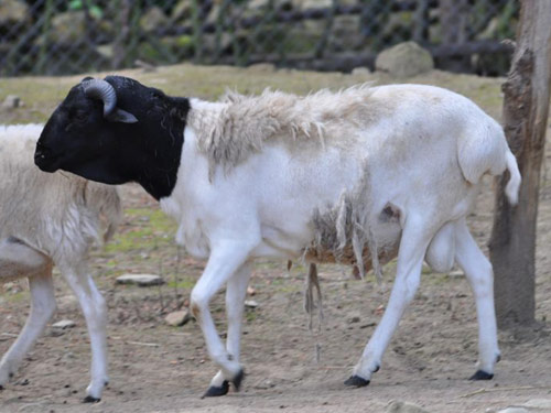 סומלי (הראש סומלי השחור, אוגדן)  כבש - גזעי כבשים