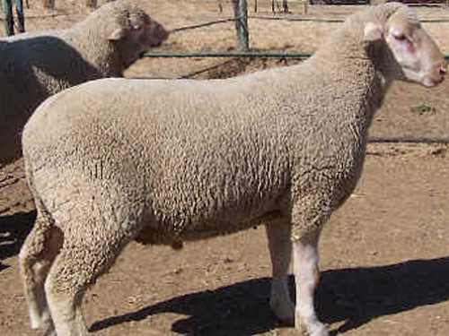 South African Mięso (Baranina) Merino owca - Rasy owiec
