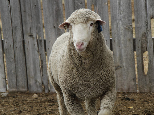 South African Meat (Mutton) Merino Sheep Pictures