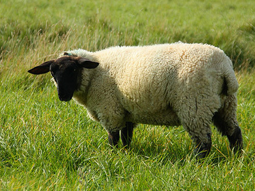 Southdown  כבש - גזעי כבשים