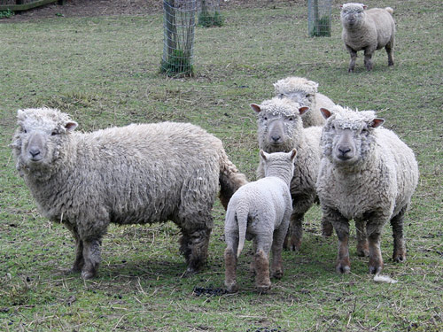 Southdown  Hausschaf - Rassen Sheep