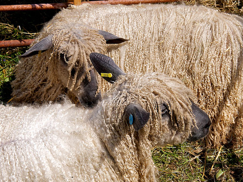 South Suffolk Sheep Pictures