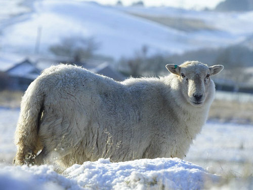 South Wales Gunung  Domba - Domba Breeds