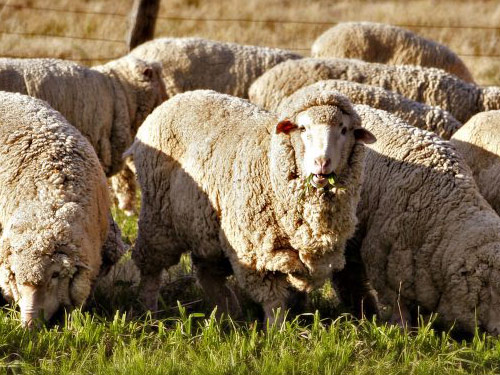 Hiszpański Merino (Merina)  owca - Rasy owiec