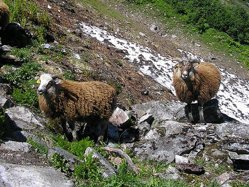 Spael Schafe (Norsk Spael Schafe, Spælsau) Sheep Pictures
