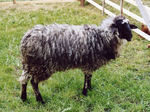 Steinschaf  Hausschaf - Rassen Sheep