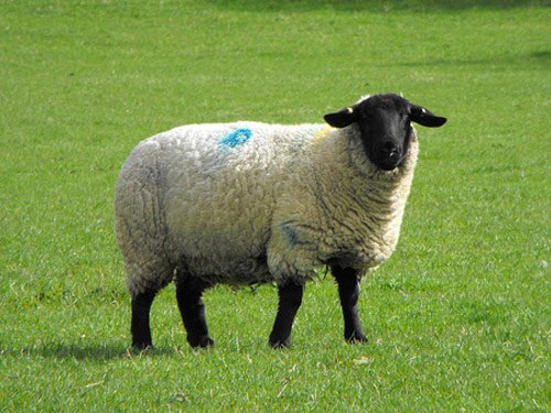 סאפוק  כבש - גזעי כבשים