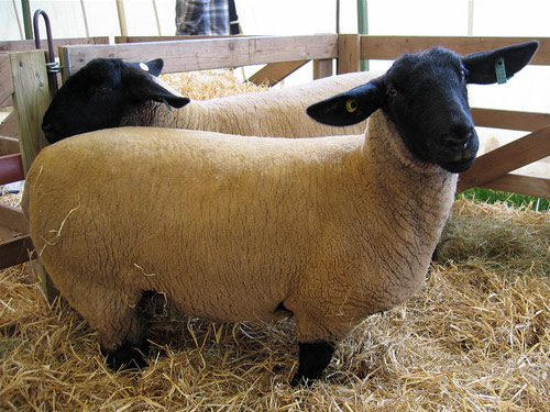 סאפוק  כבש - גזעי כבשים