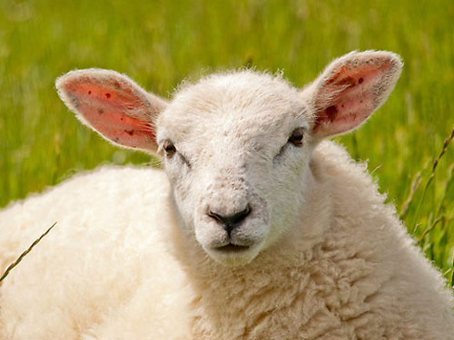 brži  ovca - Pasmina ovaca