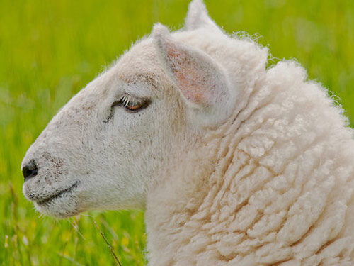 Swifter  owca - Rasy owiec