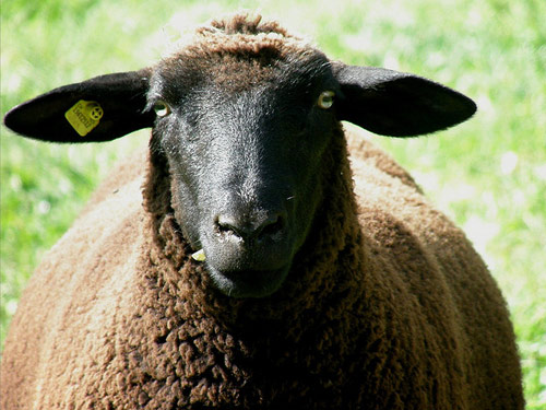Swiss Black-Brown Mountain  Hausschaf - Rassen Sheep