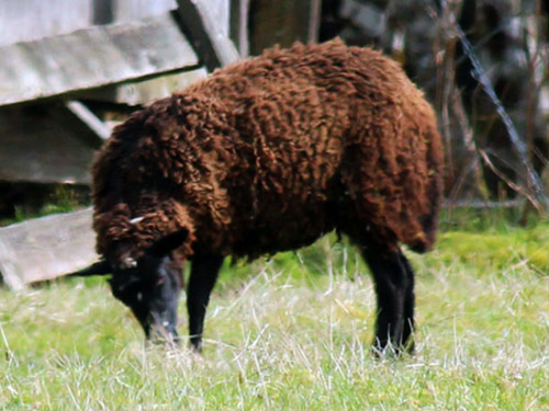 Swiss Black-Brown Mountain  Hausschaf - Rassen Sheep