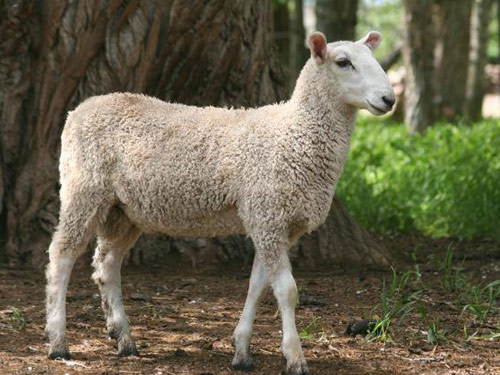 Targhee owca - Rasy owiec