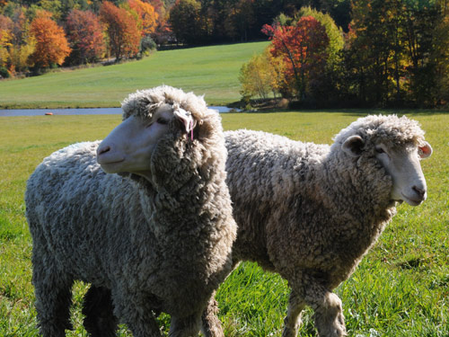 Targhee  כבש - גזעי כבשים