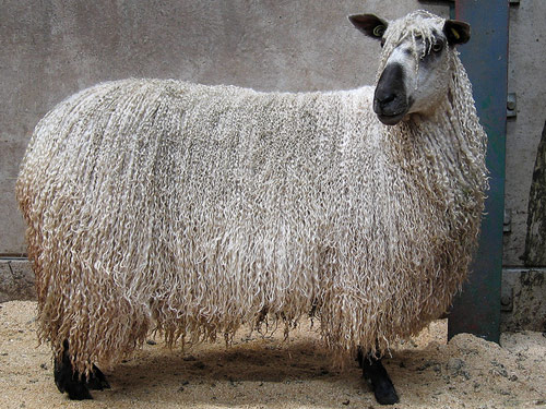 Teeswater owca - Rasy owiec