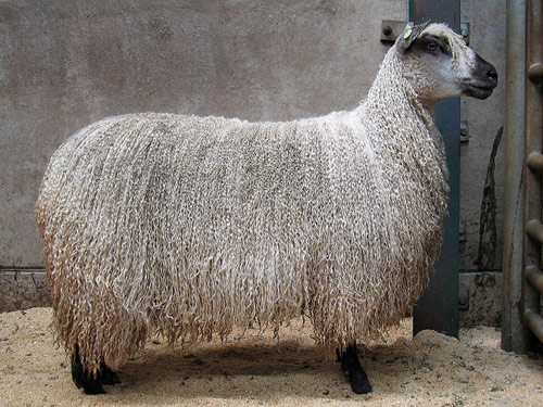 Teeswater  כבש - גזעי כבשים