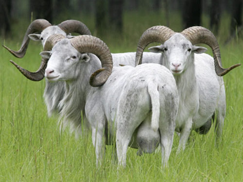 Texas Dall ovca - Pasmina ovaca