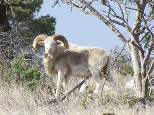 Texas Dall  ovca - Pasmina ovaca