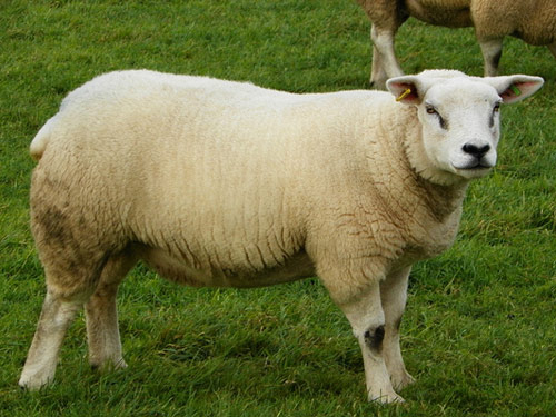 Texel Hausschaf - Rassen Sheep