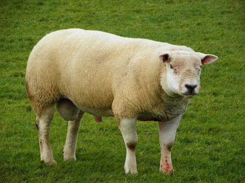 Texel  sheep