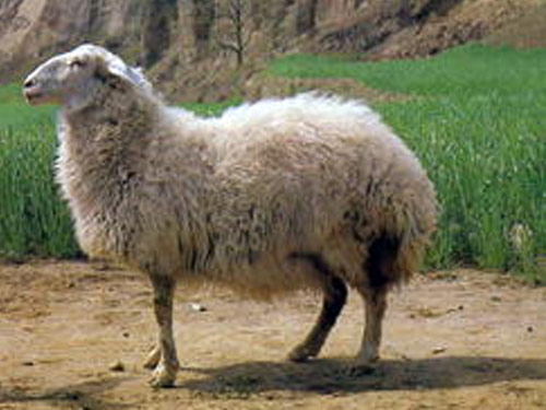 Tong owca - Rasy owiec