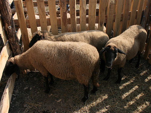 Tsigai (Cigája) Domba - Domba Breeds