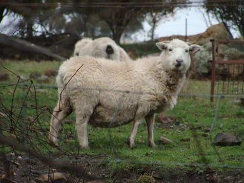 Tukidale  Domba - Domba Breeds