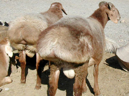 Turki  Hausschaf - Rassen Sheep