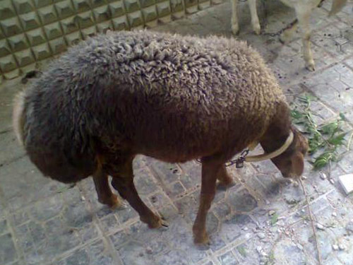 תורכי  כבש - גזעי כבשים